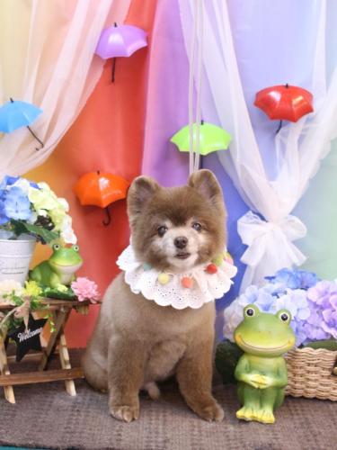 230625クッキーくん